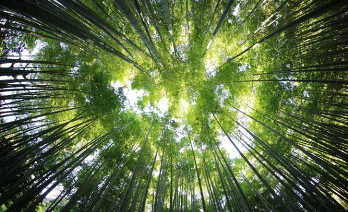 A green vibrant forest canopy